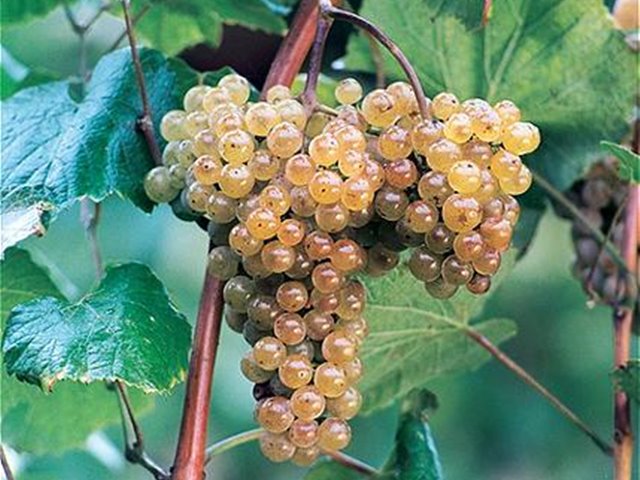 Guia dos Vinhedos de Portugal