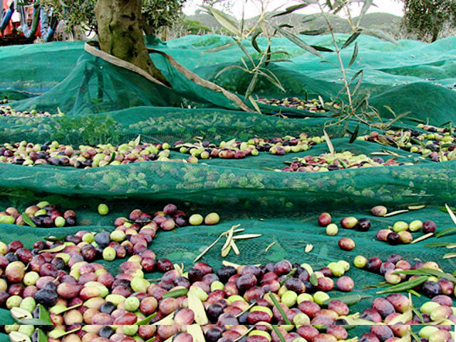 Cata da Azeitona no Alentejo, Distrito de Portalegre, Alto Alentejo &copy; Visit Alentejo