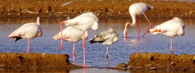 Flamingos na Ria Formosa em Faro, Distrito de Faro (Algarve) &copy; / Internet, ilustração