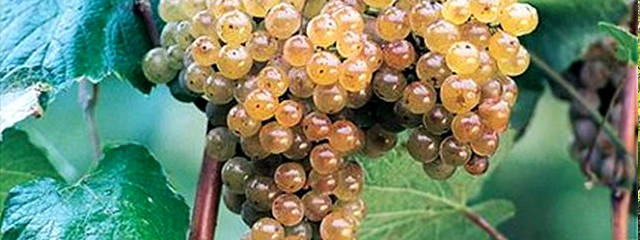 Guia dos Vinhedos de Portugal