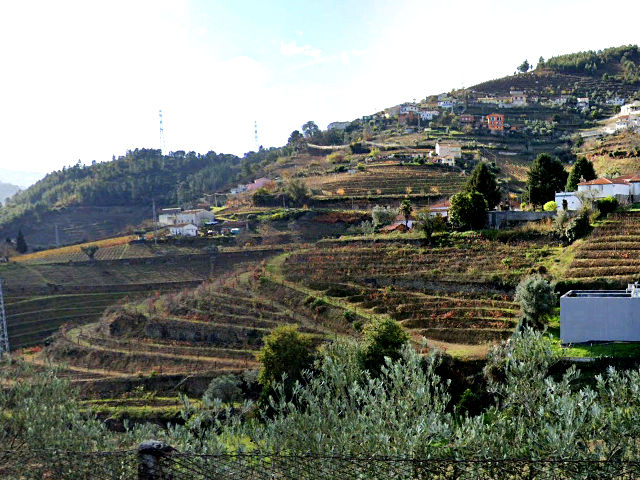 Vinhedos do Douro &copy; Google Earth Pro