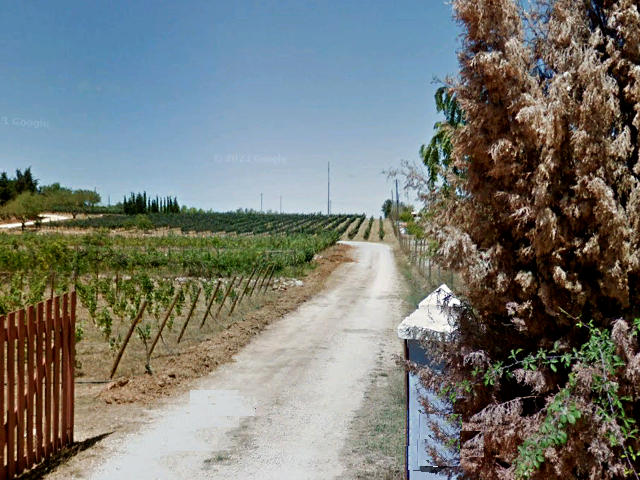 Vinhas em Lagos, Distrito de Faro (Algarve) &copy; Google Earth Pro