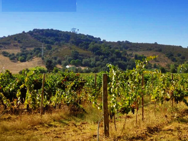 Vinhas da Herdade dos Montes Bastos, Ourique (Distrito de Beja), no Baixo Alentejo &copy; Herdade dos Montes Bastos, ilustração