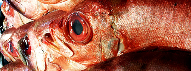 Guide de la Cuisine du Portugal