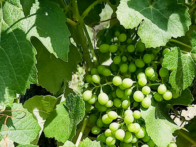 Vinhas em Portimão, Distrito de Faro (Algarve) &copy; / Quinta da Penina, Ilustração