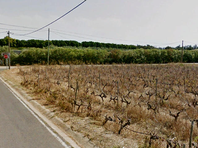 Vinhas em Tavira, Distrito de Faro (Algarve) &copy;  Google Earth Pro