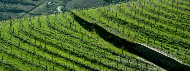 Vinhos do Douro, Guia de Portugal