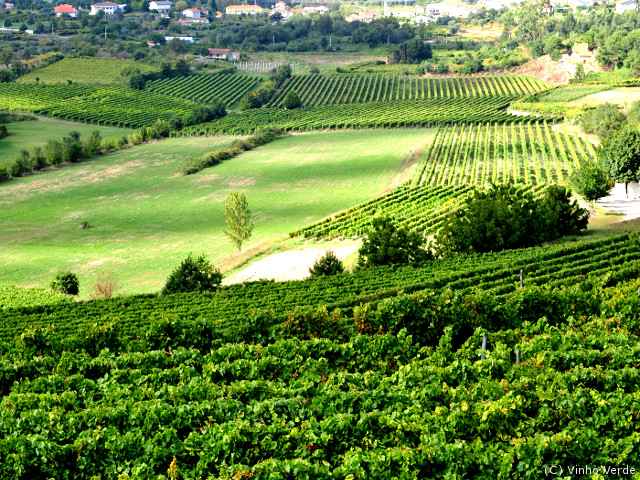 Guide Wines of Portugal