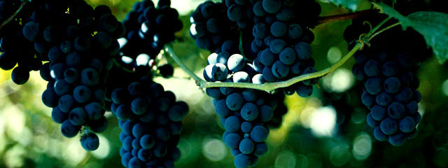 Guida ai Vini del Portogallo