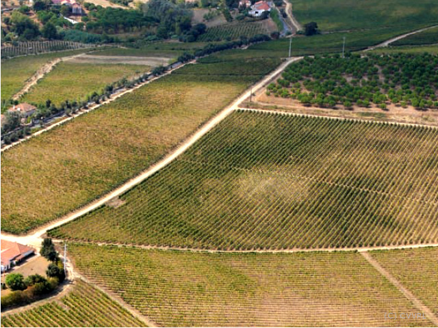 Guide Wines of Portugal