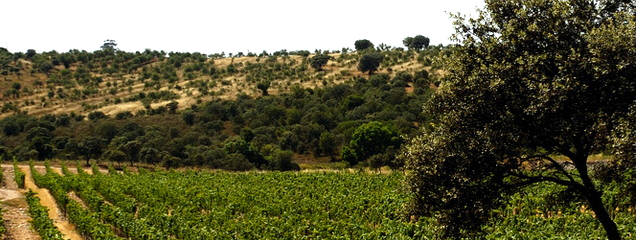 Guia Vinhos de Portugal