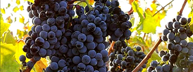 Guia Vinhos de Portugal