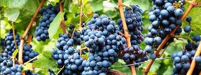 Guia Vinhos de Portugal